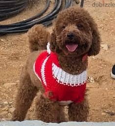 poodle puppies 4