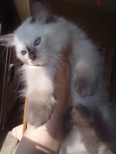 Himalayan kittens