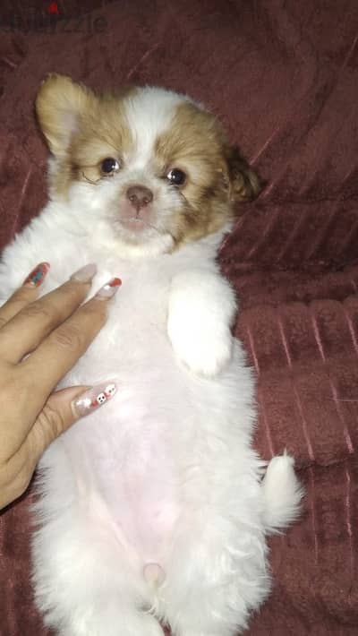 imported dog الشيخ زايد كلب وكلبه بنت وولد بربع تمنهم