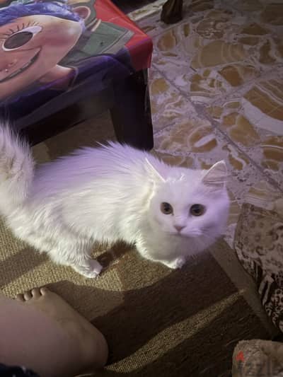 قطه للبيع