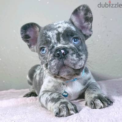 male french bulldog rare color 65850000 days imported for reservation