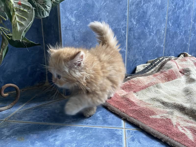 Cat for sell  1