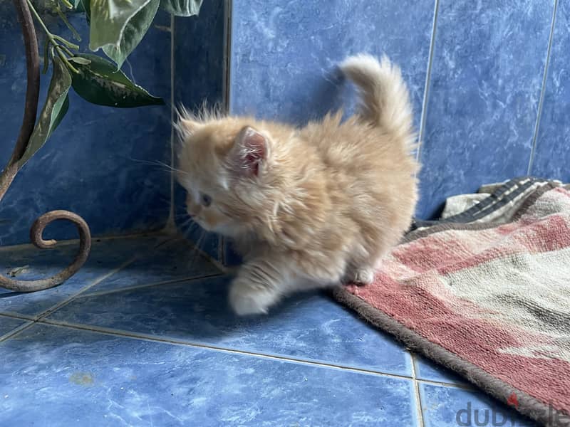 Cat for sell  4