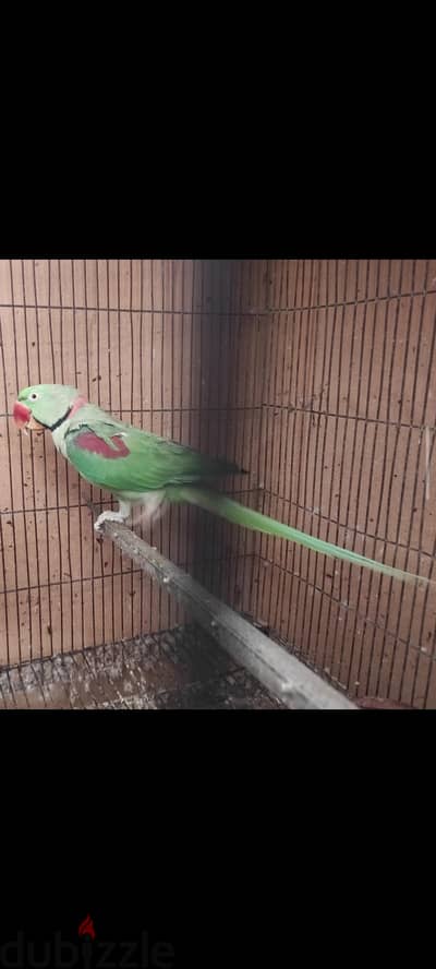 دكر دره أمريكي عمر 3 سنوات شغال