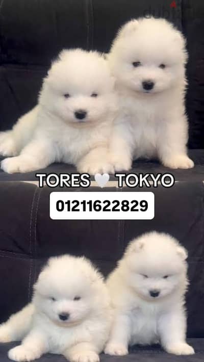 Samoyed puppies top quality سامويد