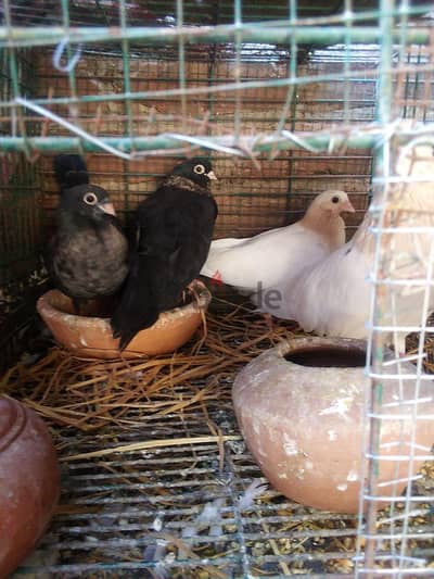 عش اصفر ورق و ريحاني للبيع