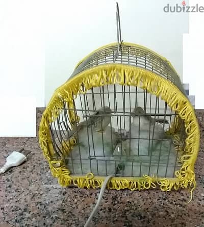 قفص عصافير ديكورمعلق بداخله لمبة