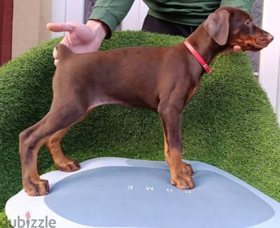 Doberman top quality 5 months _ جرو دوبرمان مستوى نقي جدا