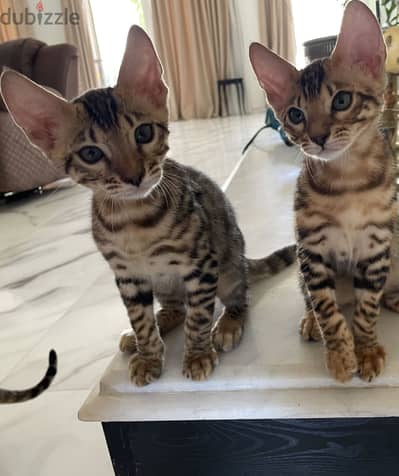قطط بنغال ذكور بيور شهرين و نص | Purebred Bengal Males  2 Months