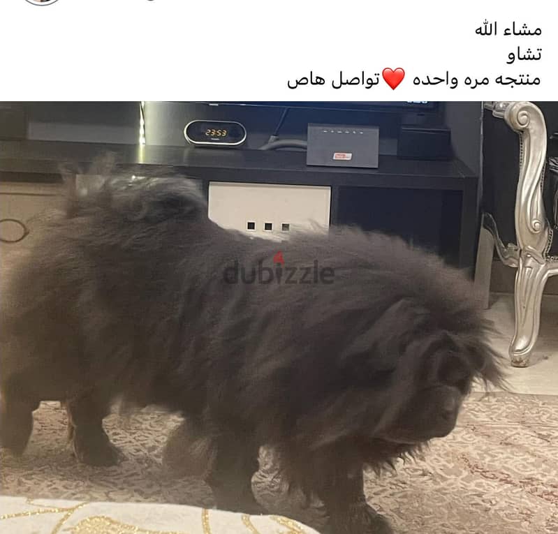 تشاو تشاو 1