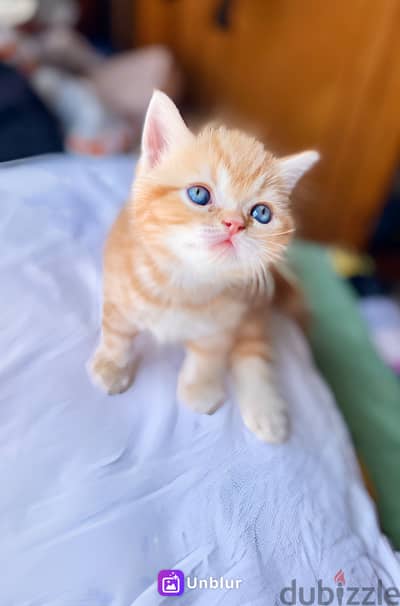 Golden British shorthair