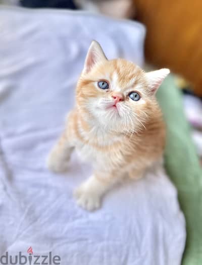 Golden British shorthair