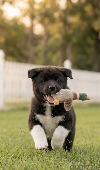 American akita puppies 01550722774