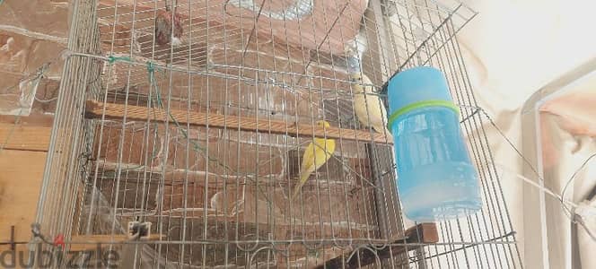 قص بادجى اينو ولاتينى