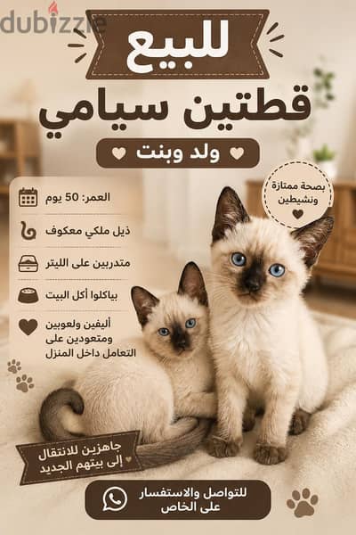 للبيع قطتين سيامي بيور  ولد وبنت
