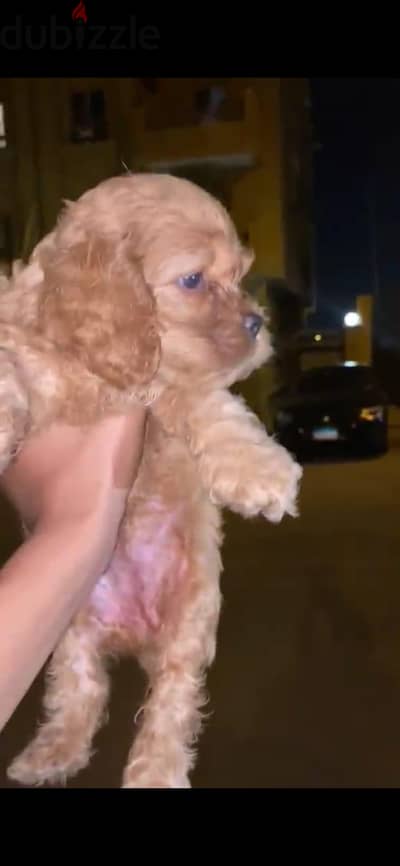 dog mix poodle and maltipo