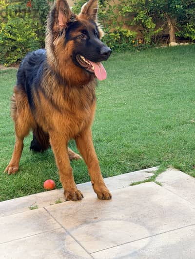 Long Hair German Shepherd
