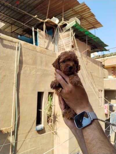 Pomeranian  ((( BOO ))) ((( Teacup ))) بودل poodle