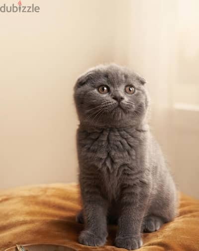 Scottish Fold Female – 70 Days Old | بنت سكوتش فولد – عمر 70 يوم