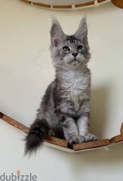 Female Maine coon