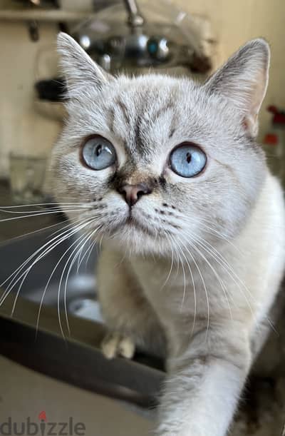 British shorthair
