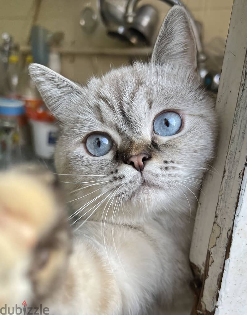 British shorthair 1