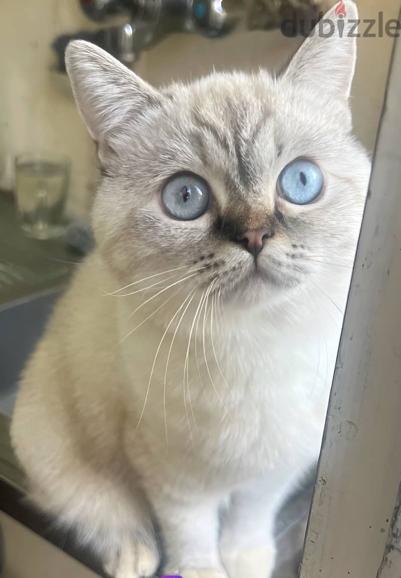 British shorthair 2