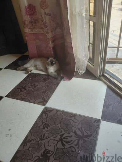 قطه للبيع