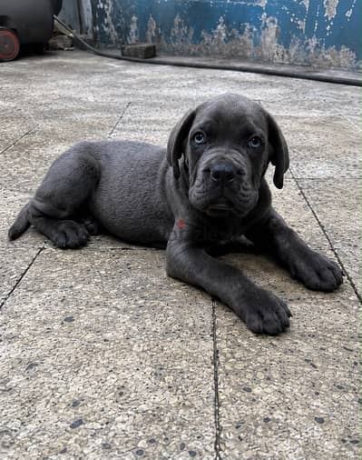 Cane corso