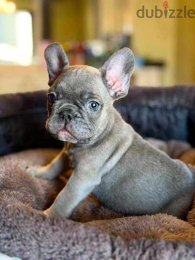 french bulldog _ فرينش بولدوج