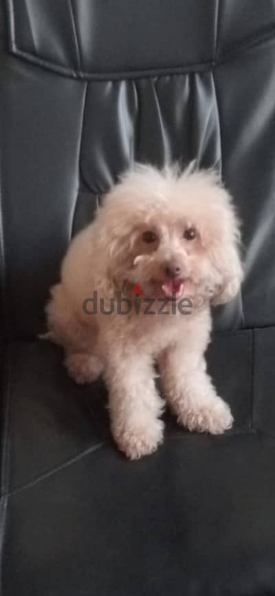  Toy Poodle Female – For Sale
