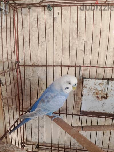 بادچى للبيع