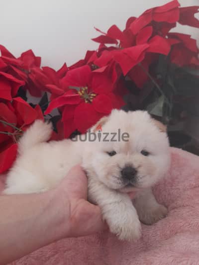 Chow chow puppy female