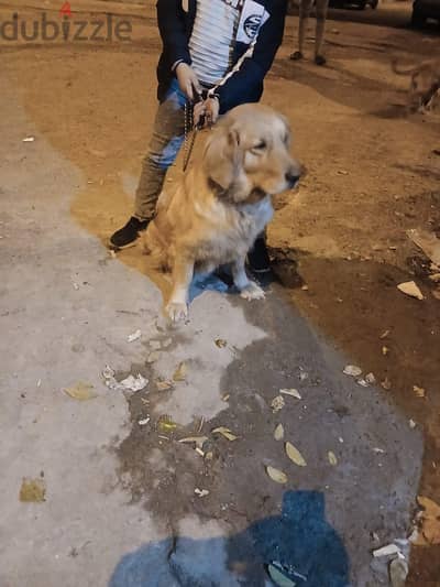 كلبه جولدن للجواز فقط رقم الهاتف 0 12 8 5 6 5 3 4 6 4 اتصل بالرقم ده
