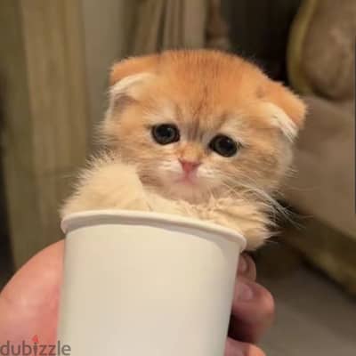 Scottish fold female قطه سكوتش فولد جولد