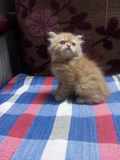 كيتن 45يوم للبيع