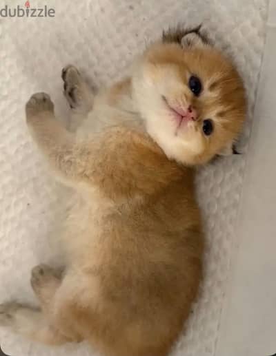 Scottish fold/ سكوتش فولد