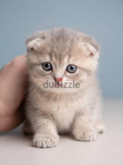 Scottish fold 50 days سكوتلاندي قط