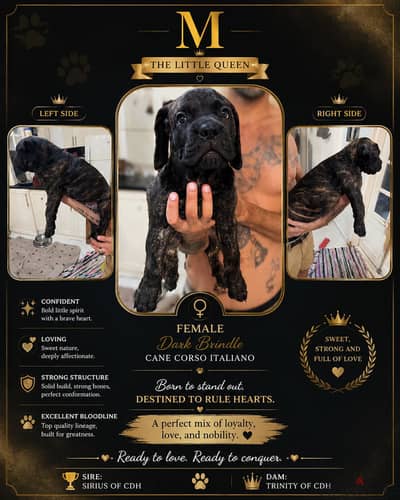 48 days canecorso females royal blood