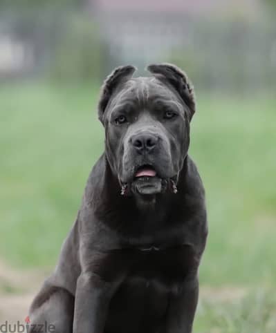 Cane corso puppy male from Russia