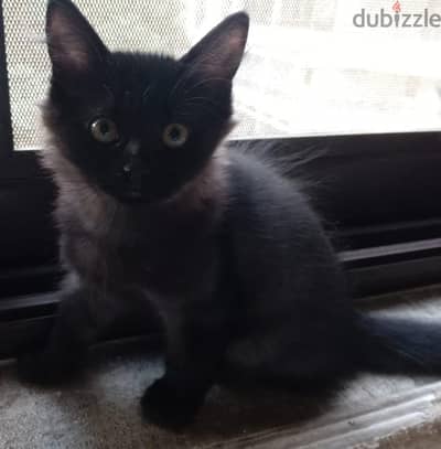 Persian Kittens