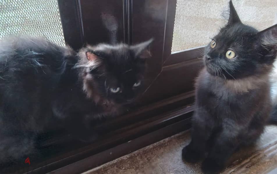 Persian Kittens 2