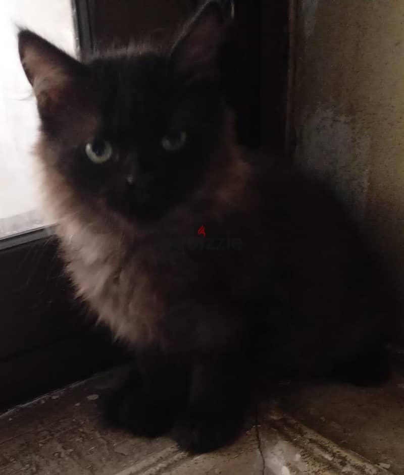 Persian Kittens 4