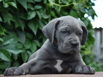 Cane corso puppies from Russia