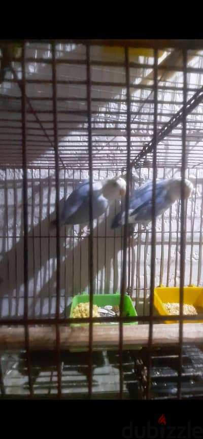 طيور زينه للبيع