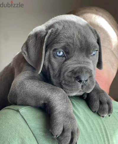 Cane corso male from Russia