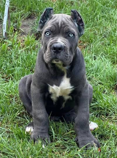 Cane corso puppy boy from Russia