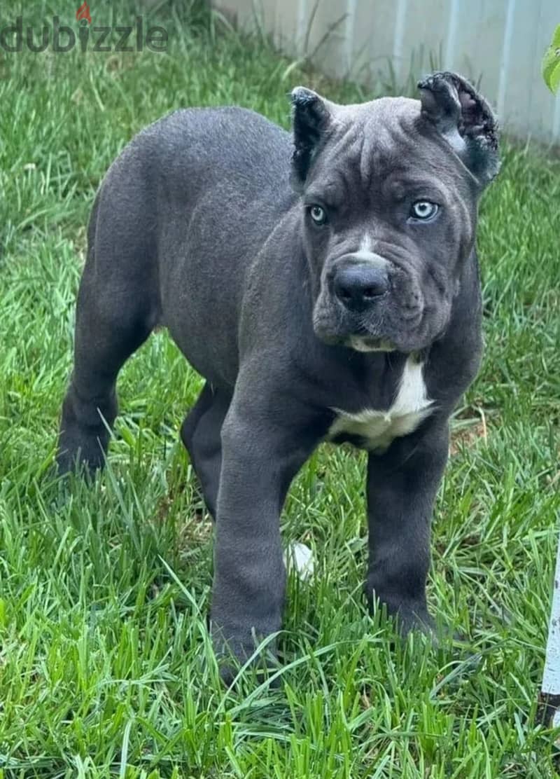 Cane corso puppy boy from Russia 1