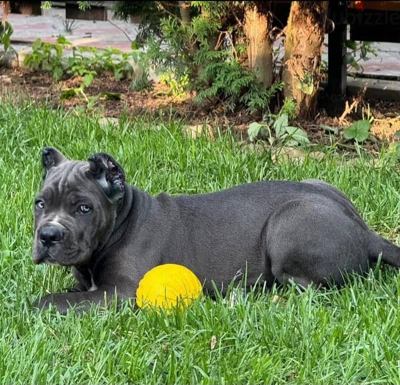 Cane corso puppy boy from Russia 2