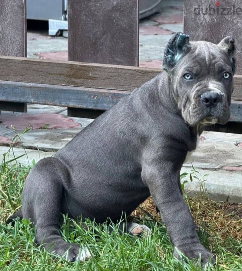 Cane corso puppy boy from Russia 3